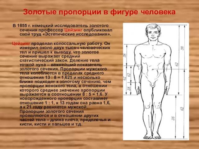 Золотые пропорции в фигуре человека В 1855 г. немецкий исследователь золотого сечения