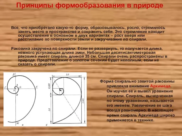 Принципы формообразования в природе Форма спирально завитой раковины привлекла внимание Архимеда. Он