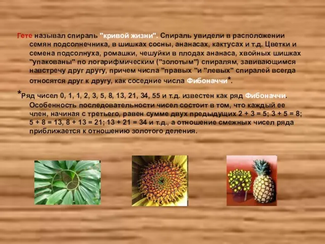 Гете называл спираль "кривой жизни". Спираль увидели в расположении семян подсолнечника, в