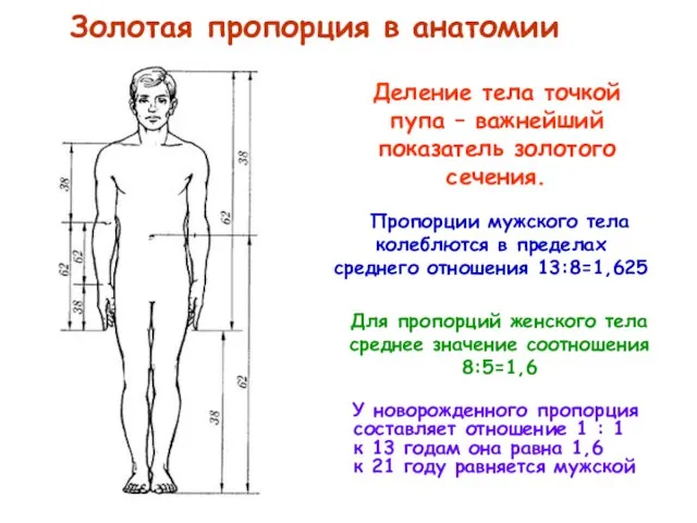 Золотая пропорция в анатомии У новорожденного пропорция составляет отношение 1 : 1