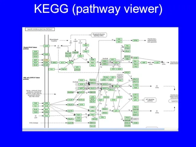 KEGG (pathway viewer)