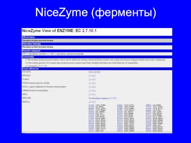 NiceZyme (ферменты)