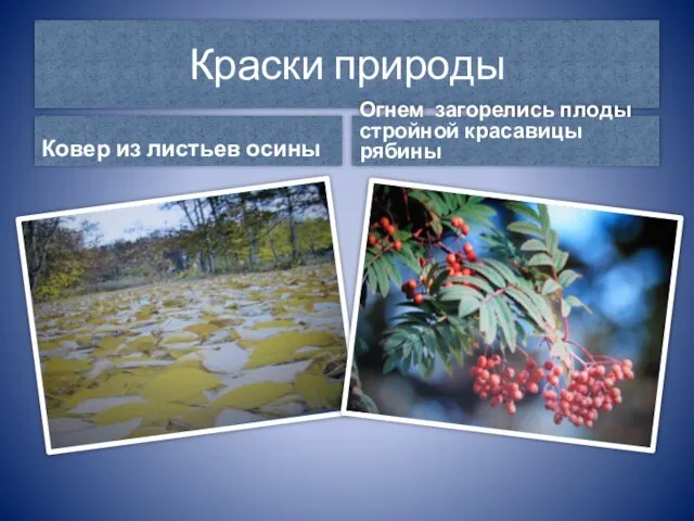 Краски природы Ковер из листьев осины Огнем загорелись плоды стройной красавицы рябины