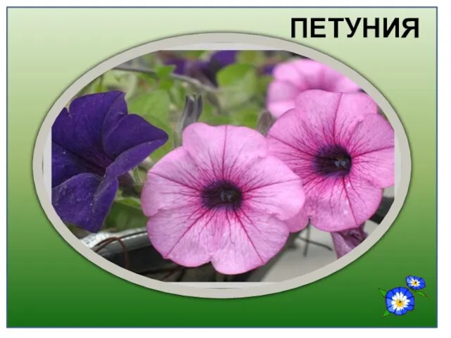 ПЕТУНИЯ