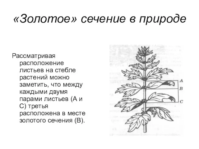 «Золотое» сечение в природе Рассматривая расположение листьев на стебле растений можно заметить,