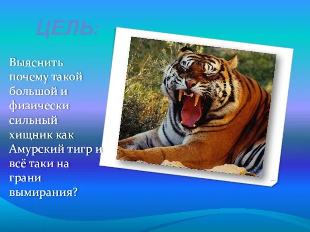 ЦЕЛЬ: Выяснить почему такой большой и физически сильный хищник как Амурский тигр