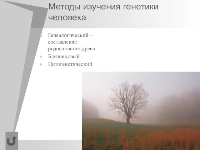 Методы изучения генетики человека Генеалогический – составление родословного древа Близнецовый Цитогенетический