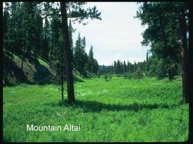 Mountain Altai