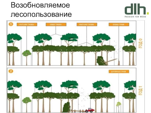 Возобновляемое лесопользование