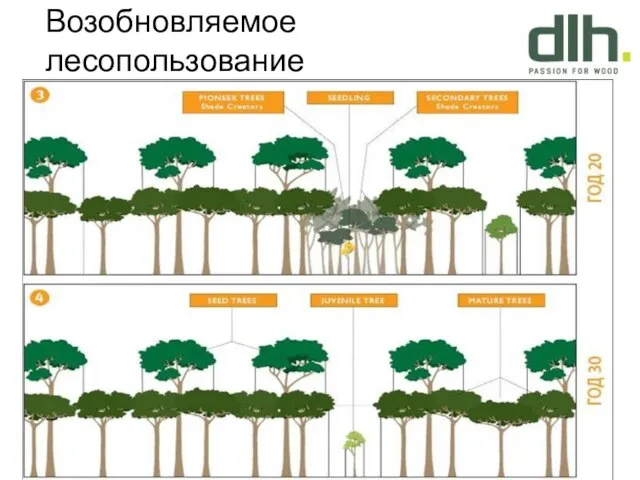 Возобновляемое лесопользование