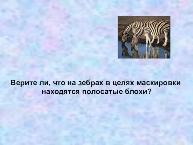 Верите ли, что на зебрах в целях маскировки находятся полосатые блохи?