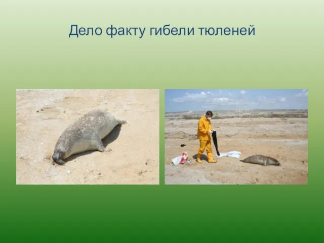 Дело факту гибели тюленей