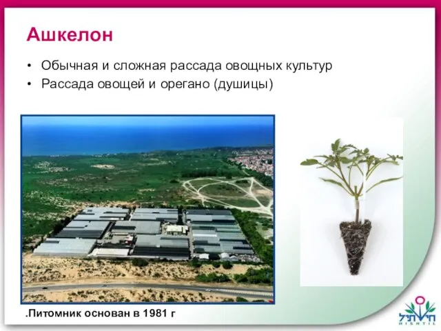Ашкелон Питомник основан в 1981 г. Обычная и сложная рассада овощных культур