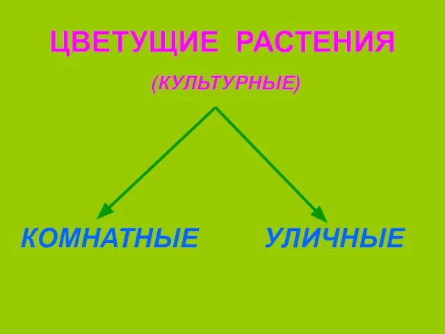 ЦВЕТУЩИЕ РАСТЕНИЯ КОМНАТНЫЕ УЛИЧНЫЕ (КУЛЬТУРНЫЕ)