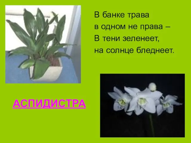 АСПИДИСТРА В банке трава в одном не права – В тени зеленеет, на солнце бледнеет.