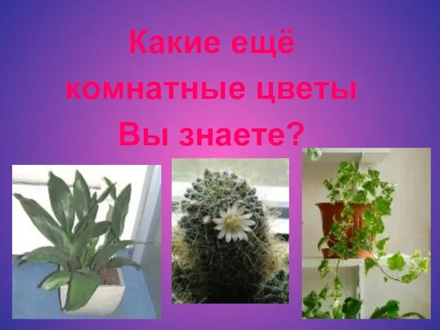 Какие ещё комнатные цветы Вы знаете?