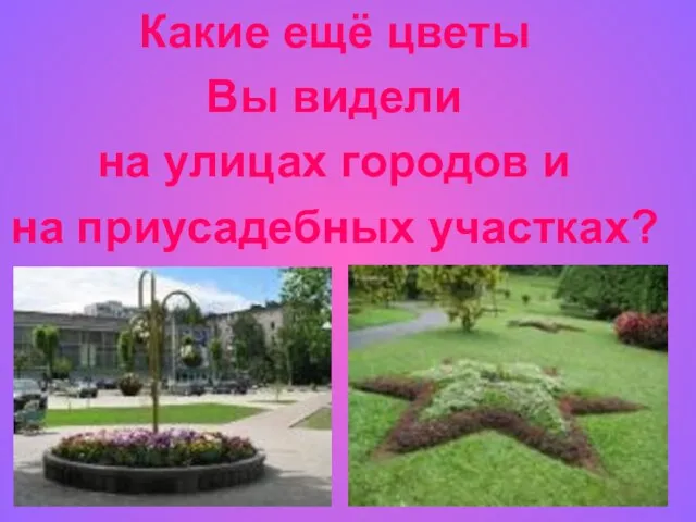 Какие ещё цветы Вы видели на улицах городов и на приусадебных участках?