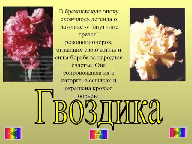 В брежневскую эпоху сложилось легенда о гвоздике -- "спутнице тревог" революционеров, отдавших