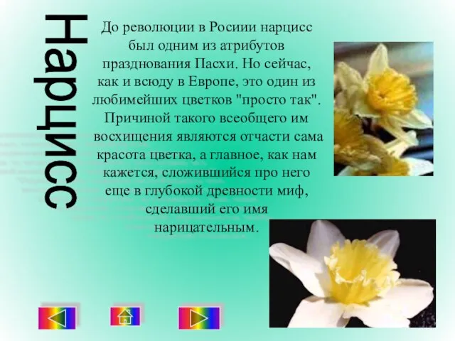 До революции в Росиии нарцисс был одним из атрибутов празднования Пасхи. Но