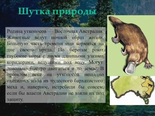 Шутка природы Родина утконосов — Восточная Австралия. Животные ведут ночной образ жизни.