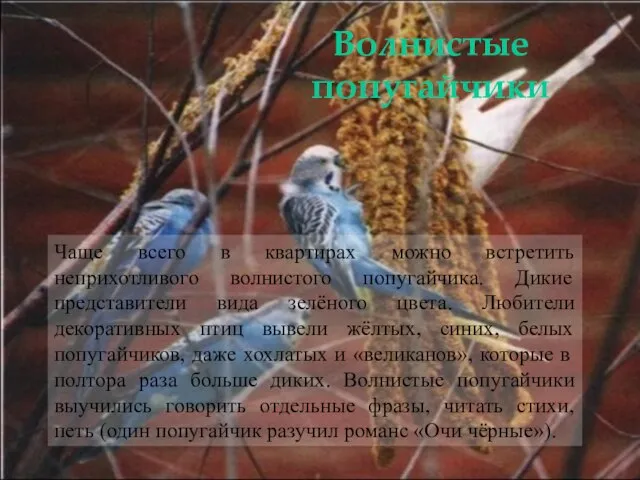 Чаще всего в квартирах можно встретить неприхотливого волнистого попугайчика. Дикие представители вида