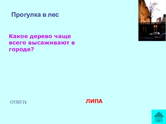 Прогулка в лес Какое дерево чаще всего высаживают в городе? ОТВЕТ: ЛИПА