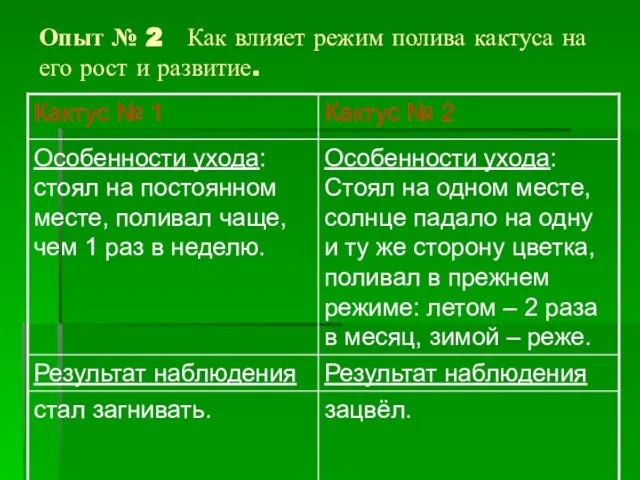 Опыт № 2 Как влияет режим полива кактуса на его рост и развитие.