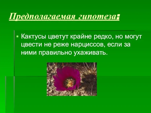 Предполагаемая гипотеза: Кактусы цветут крайне редко, но могут цвести не реже нарциссов,