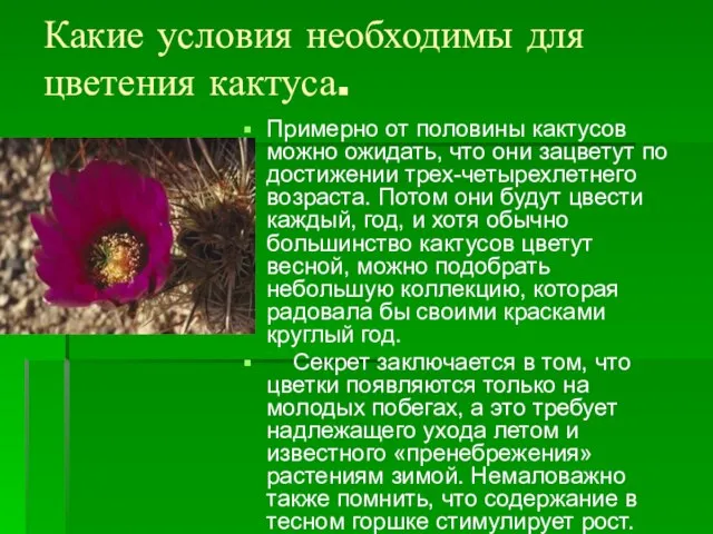 Какие условия необходимы для цветения кактуса. Примерно от половины кактусов можно ожидать,