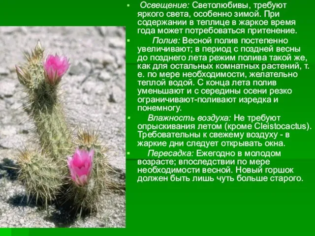 Освещение: Светолюбивы, требуют яркого света, особенно зимой. При содержании в теплице в