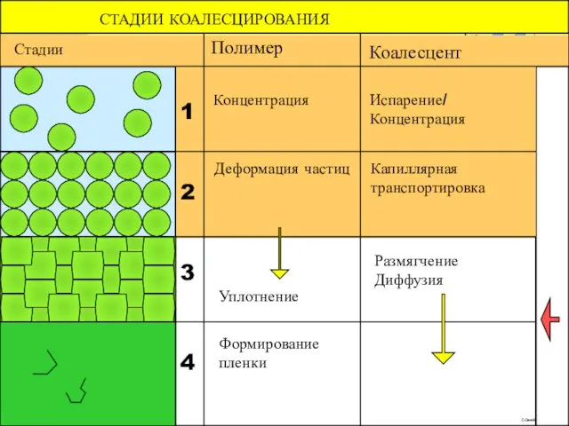 Стадии Коалесцент 1 2 3 4 Полимер Концентрация Испарение/ Концентрация Капиллярная транспортировка