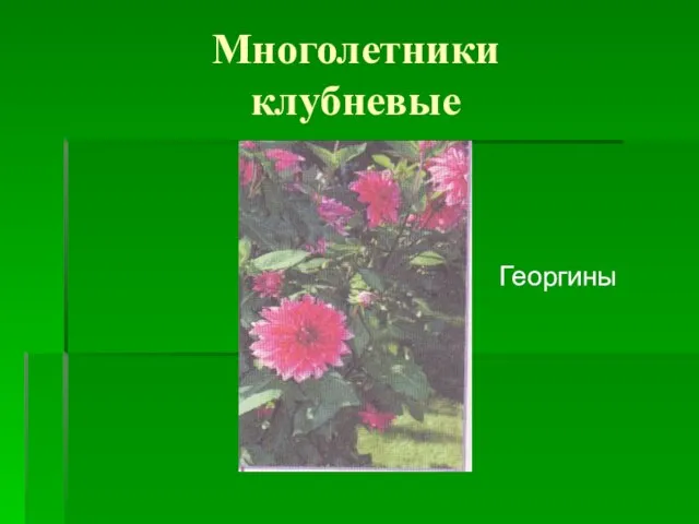 Многолетники клубневые Георгины