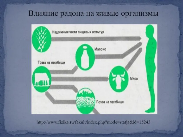 Влияние радона на живые организмы http://www.fizika.ru/fakult/index.php?mode=statja&id=15243