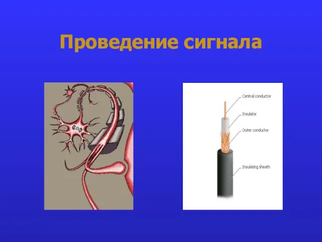 Проведение сигнала