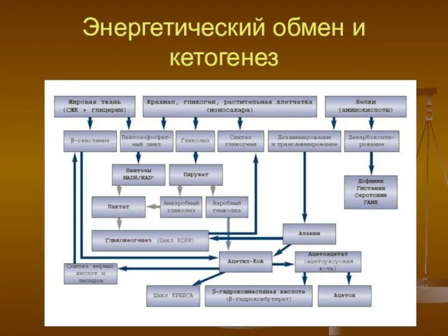 Энергетический обмен и кетогенез