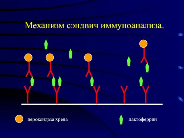 лактоферрин пероксидаза хрена Механизм сэндвич иммуноанализа.