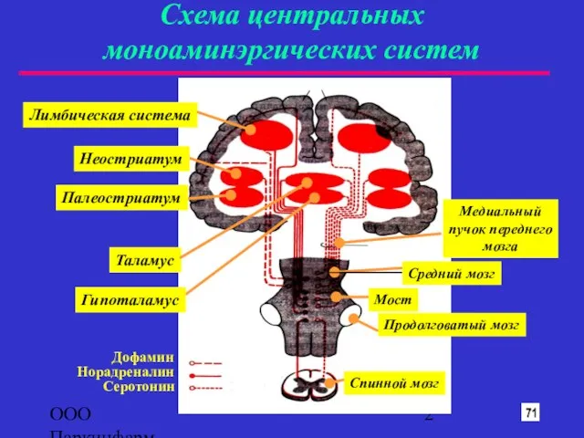 ООО Паркинфарм Схема центральных моноаминэргических систем Лимбическая система Таламус Медиальный пучок переднего