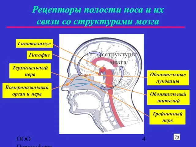 ООО Паркинфарм Рецепторы полости носа и их связи со структурами мозга Гипоталамус