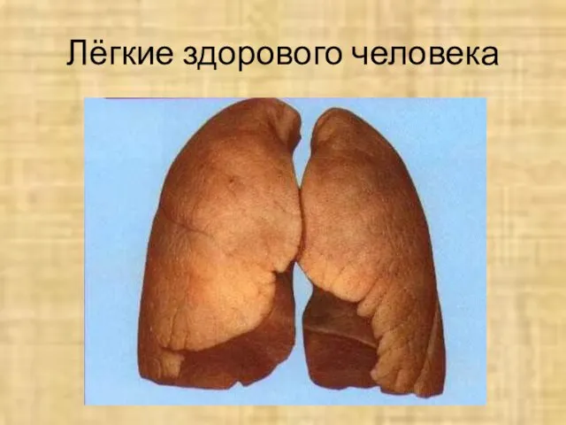 Лёгкие здорового человека