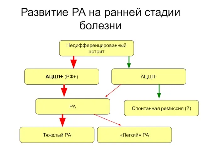 Развитие РА на ранней стадии болезни Недифференцированный артрит АЦЦП+ (РФ+) АЦЦП- РА