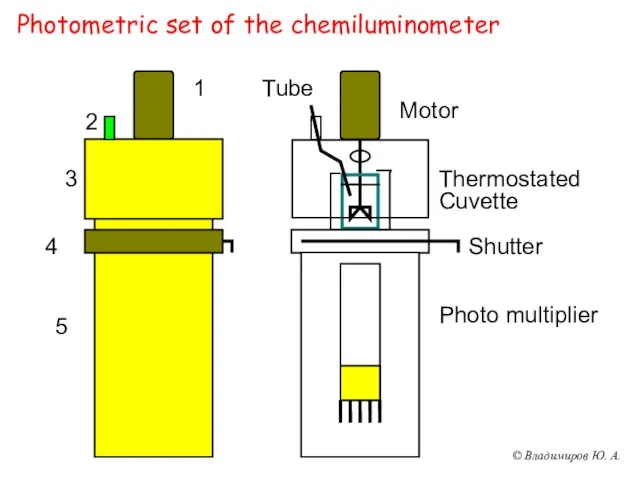 Photometric set of the chemiluminometer Motor Tube Thermostated Cuvette Shutter Photo multiplier