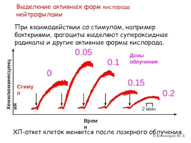 Выделение активных форм кислорода нейтрофилами При взаимодействии со стимулом, например бактериями, фагоциты