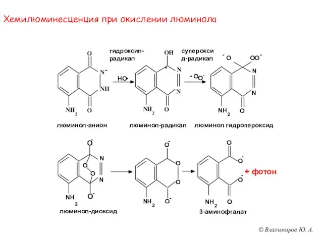 Хемилюминесценция при окислении люминола