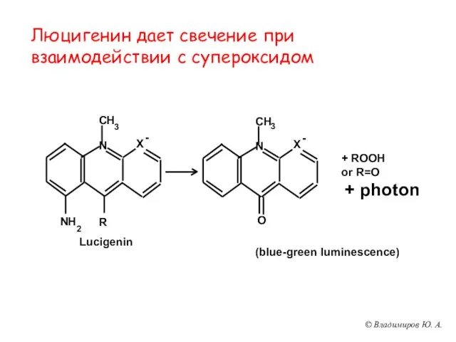 Люцигенин дает свечение при взаимодействии с супероксидом (blue-green luminescence) + ROOH or