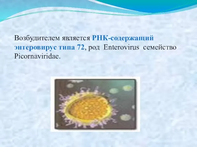 Возбудителем является РНК-содержащий энтеровирус типа 72, род Enterovirus семейство Picornaviridae.