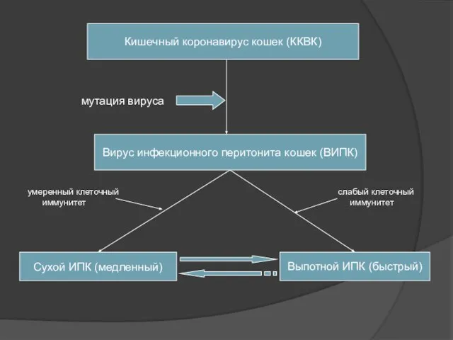 Кишечный коронавирус кошек (ККВК) Вирус инфекционного перитонита кошек (ВИПК) мутация вируса Сухой