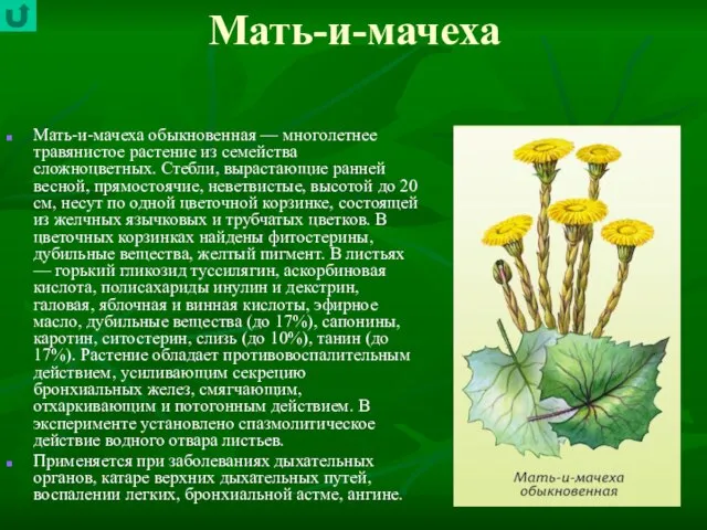 Мать-и-мачеха Мать-и-мачеха обыкновенная — многолетнее травянистое растение из семейства сложноцветных. Стебли, вырастающие