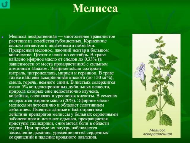 Мелисса Мелисса лекарственная — многолетнее травянистое растение из семейства губоцветных. Корневище сильно