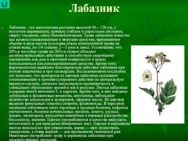 Лабазник Лабазник - это многолетнее растение высотой 50—120 см, с ползучим корневищем,