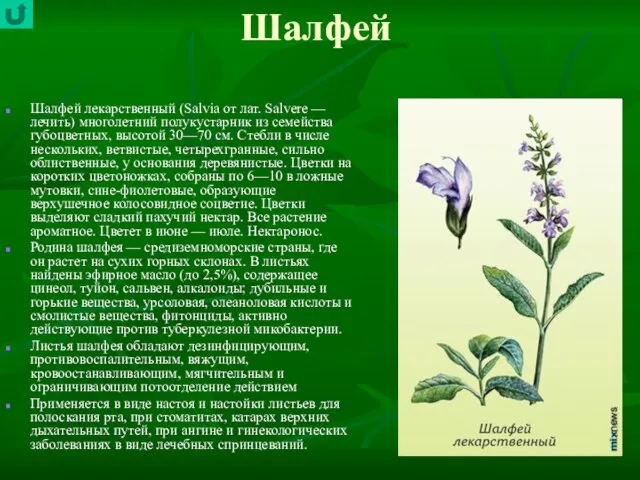 Шалфей Шалфей лекарственный (Salvia от лат. Salvere — лечить) многолетний полукустарник из